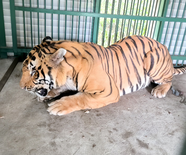 पिंजड़े में बैठा पीटीआर से रेस्क्यू किया गया केसरी बाघ। फाइल फोटो